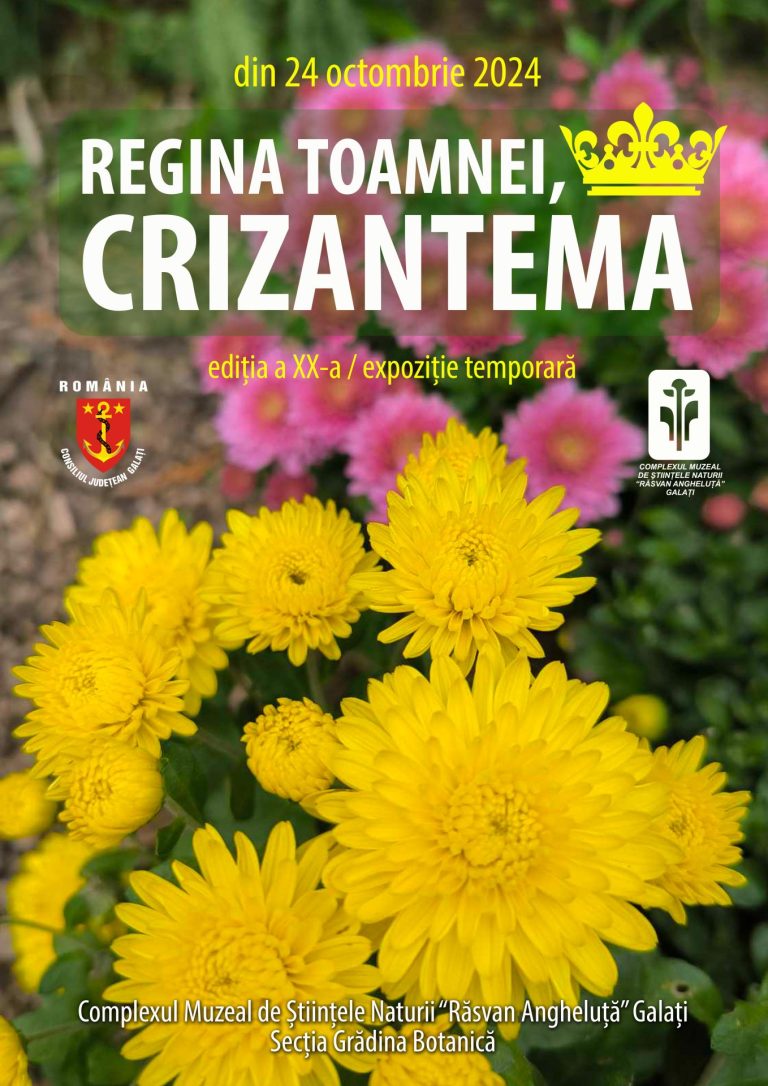 crizantema 2025 a2 b