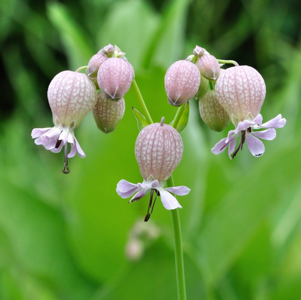 16. gușa porumbelului (silene vulgaris moench. garcke)