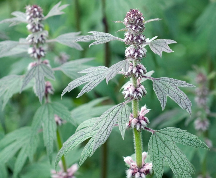 17. talpa gâștei (leonurus cardiaca l.)