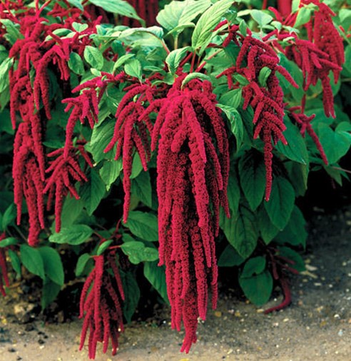 18. moțul curcanului (amaranthus caudatus l.)