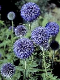 9. arici (echinops ritro l.)