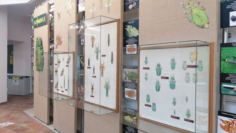 expoziția ,,fasmidele curiozități ale naturii”