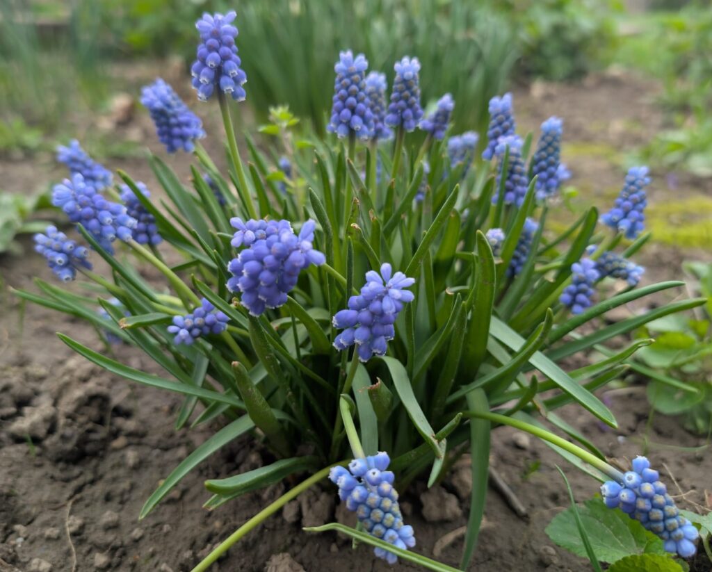 muscari